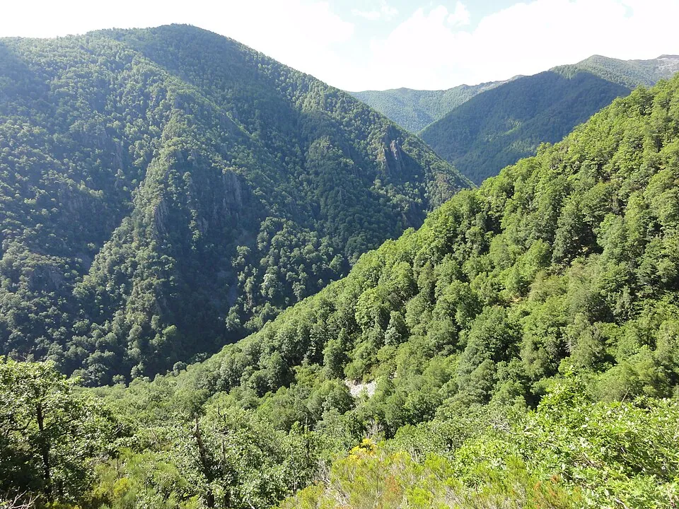El bosque de Muniellos.